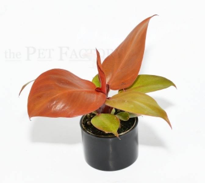 Philodendron RED SUN